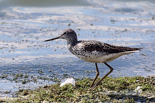 Common Greenshank (Tringa nebularia)