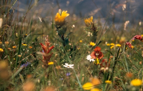 Harmony Flats Nature Reserve, Western Cape