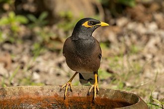 Common Myna (Acridotheres tristis)