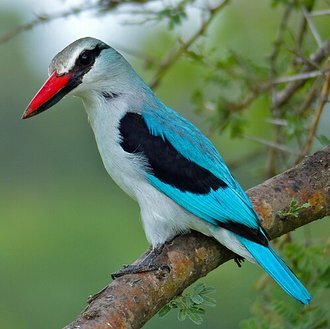 Woodland Kingfisher (Halcyon senegalensis)