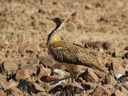 Ludwig's Bustard (Neotis ludwigii)