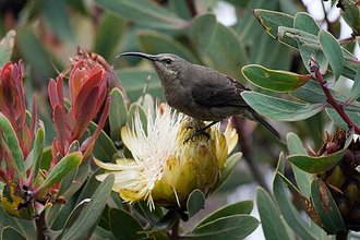 Malachite Sunbird (Nectarinia famosa)