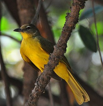 Yellow-bellied Greenbul (Chlorocichla flaviventris)