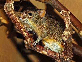 Mesic Four-striped Grass Rat (Rhabdomys dilectus)
