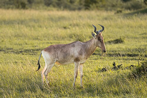 Hartebeest (Alcelaphus buselaphus)