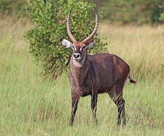 Waterbuck (Kobus ellipsiprymnus)