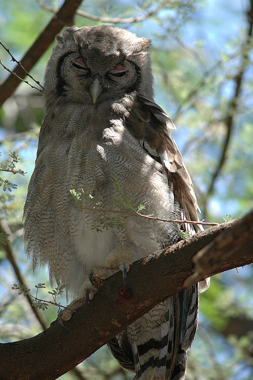 Verreaux's Eagle-Owl (Bubo lacteus)
