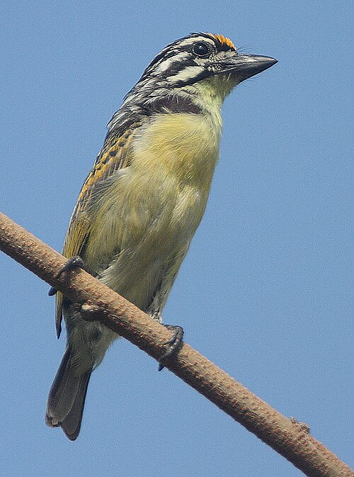 Yellow-fronted Tinkerbird (Pogoniulus chrysoconus)