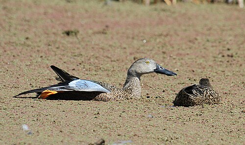 Cape Shoveler (Spatula smithii)