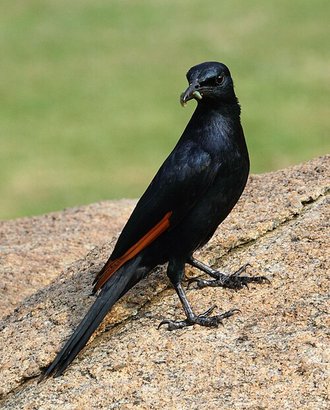 Red-winged Starling (Onychognathus morio)