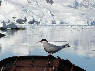 Antarctic Tern (Sterna vittata)