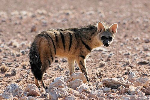 Aardwolf (Proteles cristata)