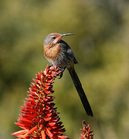 Gurney's Sugarbird (Promerops gurneyi)