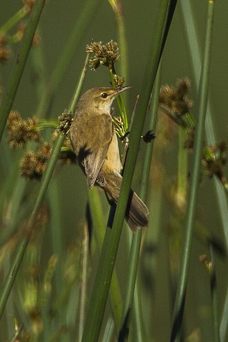 Lesser Swamp Warbler (Acrocephalus gracilirostris)