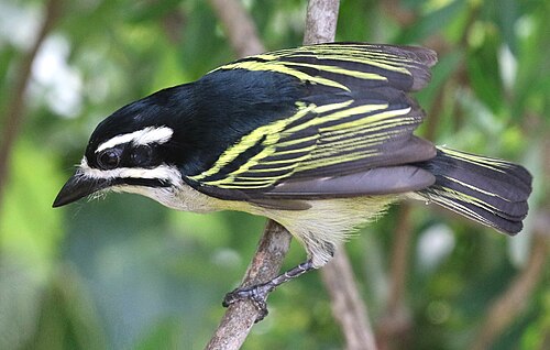 Yellow-rumped Tinkerbird (Pogoniulus bilineatus)