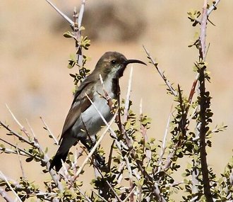 Dusky Sunbird (Cinnyris fuscus)