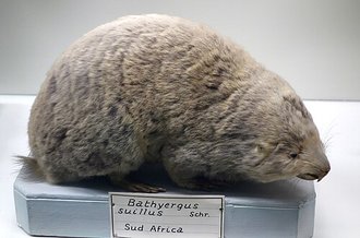 Cape Dune Mole-rat (Bathyergus suillus)