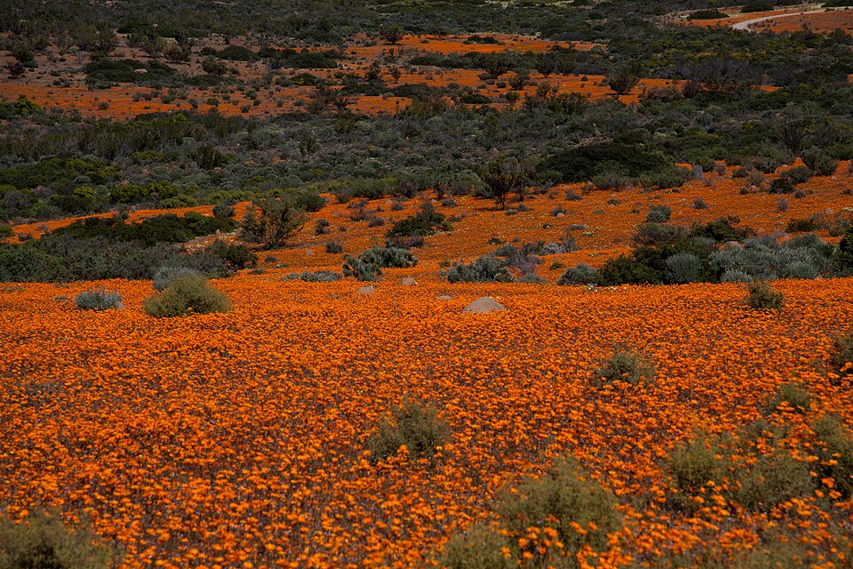 Namaqua National Park, Northern Cape