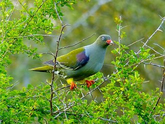 African Green Pigeon (Treron calvus)