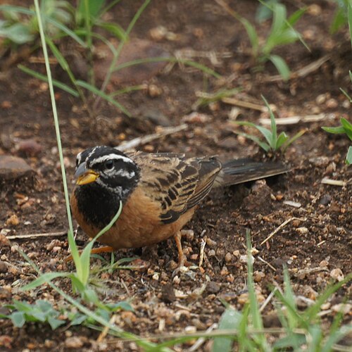 Cinnamon-breasted Bunting (Emberiza tahapisi)