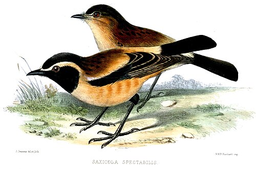 Buff-streaked Chat (Campicoloides bifasciatus)
