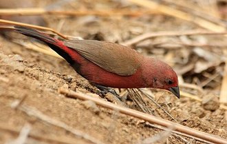 Jameson's Firefinch (Lagonosticta rhodopareia)