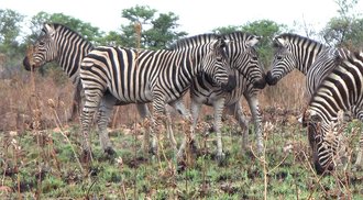 Roodeplaat Nature Reserve, Gauteng