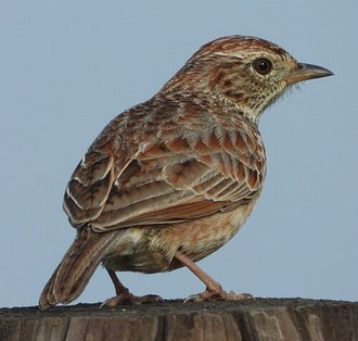 Cape Clapper Lark (Mirafra apiata)