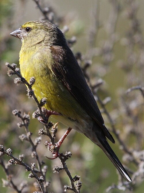 Cape Siskin (Crithagra totta)