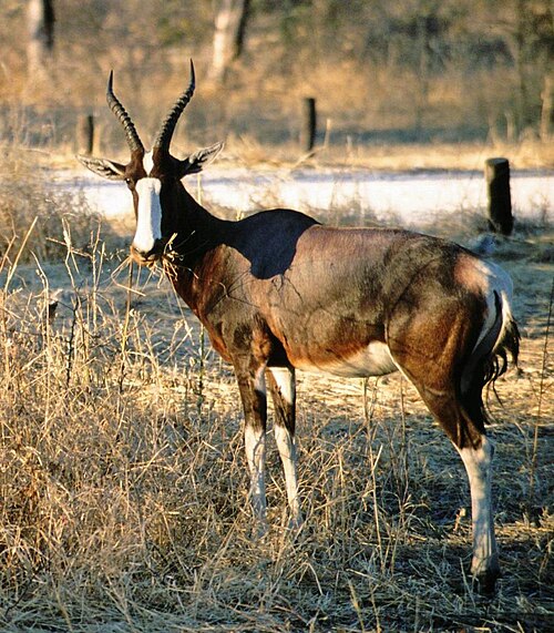 Bontebok (Damaliscus pygargus)
