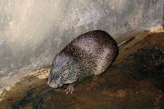 Greater Cane Rat (Thryonomys swinderianus)