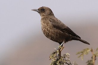 Ant-eating Chat (Myrmecocichla formicivora)