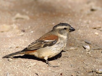 Cape Sparrow (Passer melanurus)