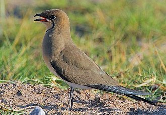 Collared Pratincole (Glareola pratincola)