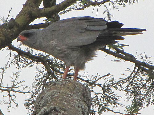 Pale Chanting Goshawk (Melierax canorus)