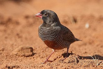Black-faced Quail-Finch (Ortygospiza atricollis)