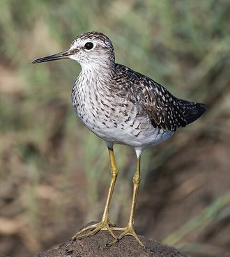 Wood Sandpiper (Tringa glareola)