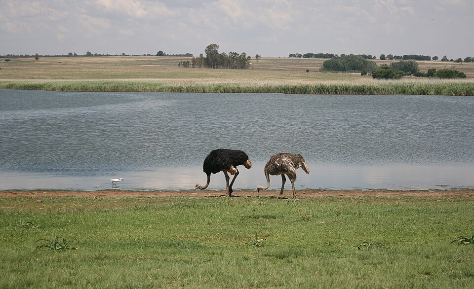 Bronkhorstspruit Dam Nature Reserve, Gauteng