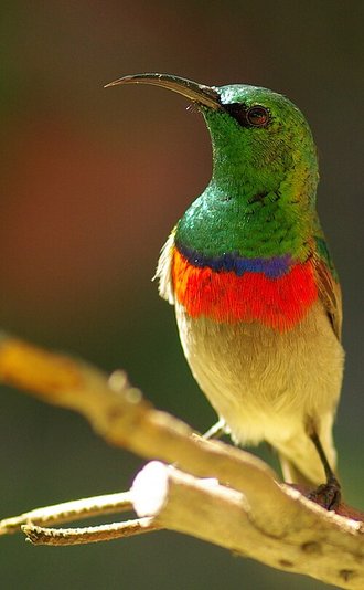 Southern Double-collared Sunbird (Cinnyris chalybeus)