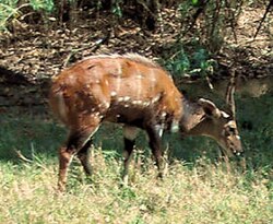 Bushbuck (Tragelaphus scriptus)