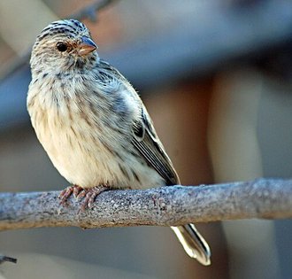 Black-throated Canary (Crithagra atrogularis)