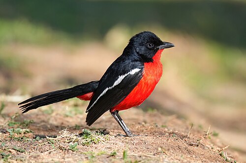 Crimson-breasted Shrike (Laniarius atrococcineus)
