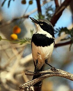 Pririt Batis (Batis pririt)