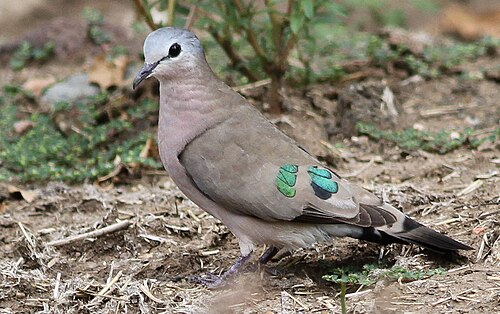 Emerald-spotted Wood Dove (Turtur chalcospilos)