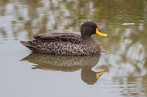 Yellow-billed Duck (Anas undulata)