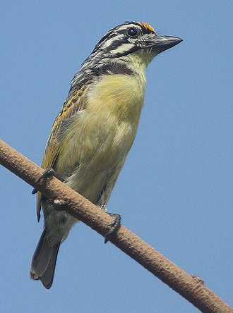 Yellow-fronted Tinkerbird (Pogoniulus chrysoconus)