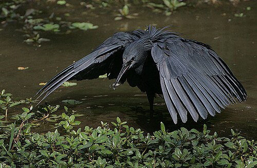 Black Heron (Egretta ardesiaca)