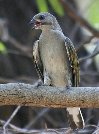 Lesser Honeyguide (Indicator minor)