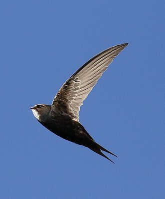 White-rumped Swift (Apus caffer)
