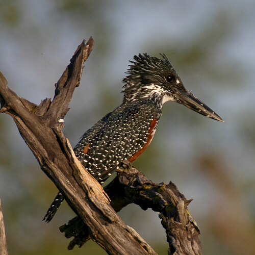 Giant Kingfisher (Megaceryle maxima)